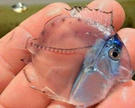 透明鱼